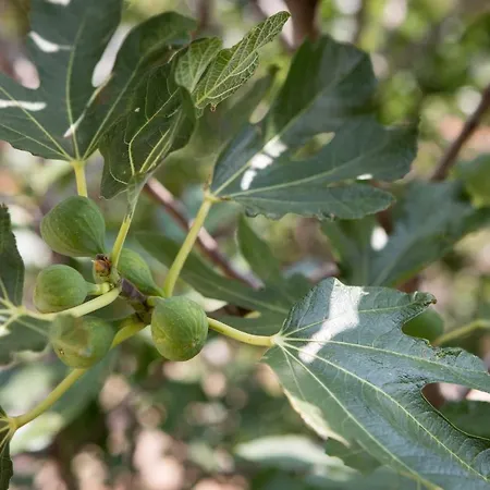 Ivo Prgomet Lejlighed