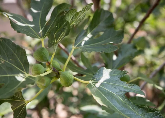 Ivo Prgomet Apartment